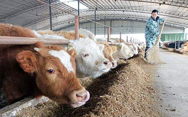 奶牛乳房炎防控從啥時(shí)候做起?