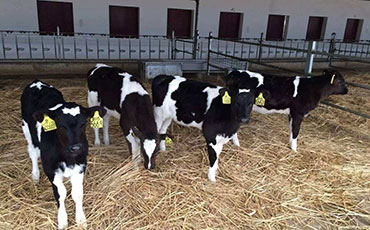 豆粕喂牛要注意這些！萬萬沒想到吧！