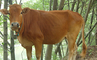 新東機(jī)械豬血冷藏罐，河北任丘豬血加工廠的“保鮮密碼”