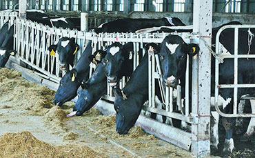 牛流鼻涕、咳嗽、出氣粗時(shí)怎么辦？