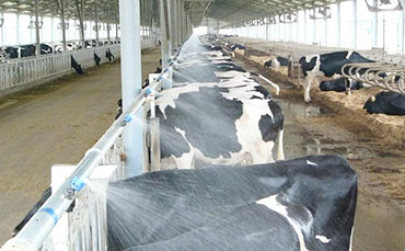 【牧場(chǎng)專家】怎樣提高牧場(chǎng)繁殖效率？