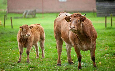 奶牛產(chǎn)后子宮凈化保健落地實(shí)施方案